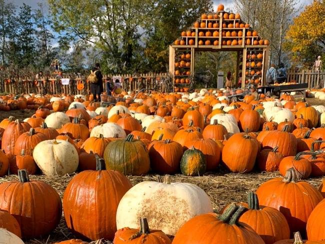 Pumpkin Patches Near London: A Guide for 2023