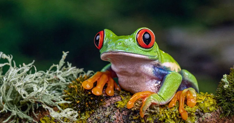 Thousands of Amphibian Species Are at Risk