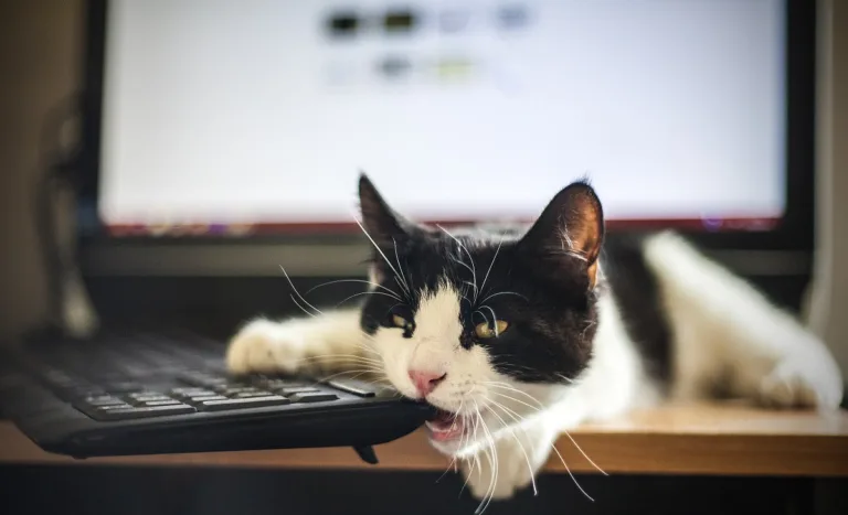 US Government vs. Kitty: A Tale of a Computer System Outage