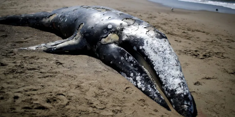 Melting Sea Ice Linked to Alarming Rise in Gray Whale Deaths