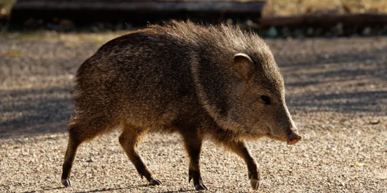 Finding the Right Repellent for Javelinas Targeting a Northern Arizona Golf Course