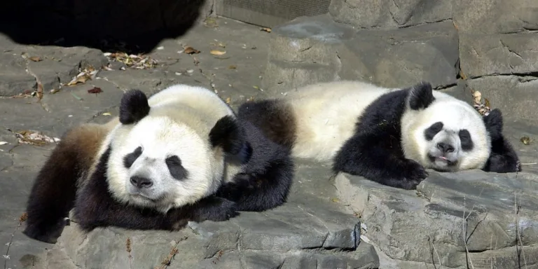 The Journey of Mei Xiang, Tian Tian, and Xiao Qi Ji: National Zoo Pandas Return to China