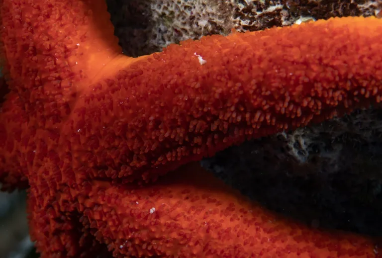 The Astonishing Discovery: Starfish Are Just Giant Heads