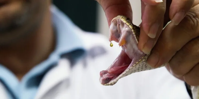 The Expensive and Dangerous Process of Making Anti-Venom