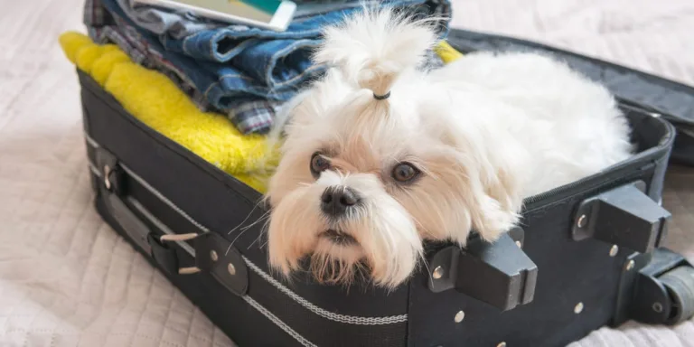 11 Surprising Ways You Could Be Stressing Out Your Dog